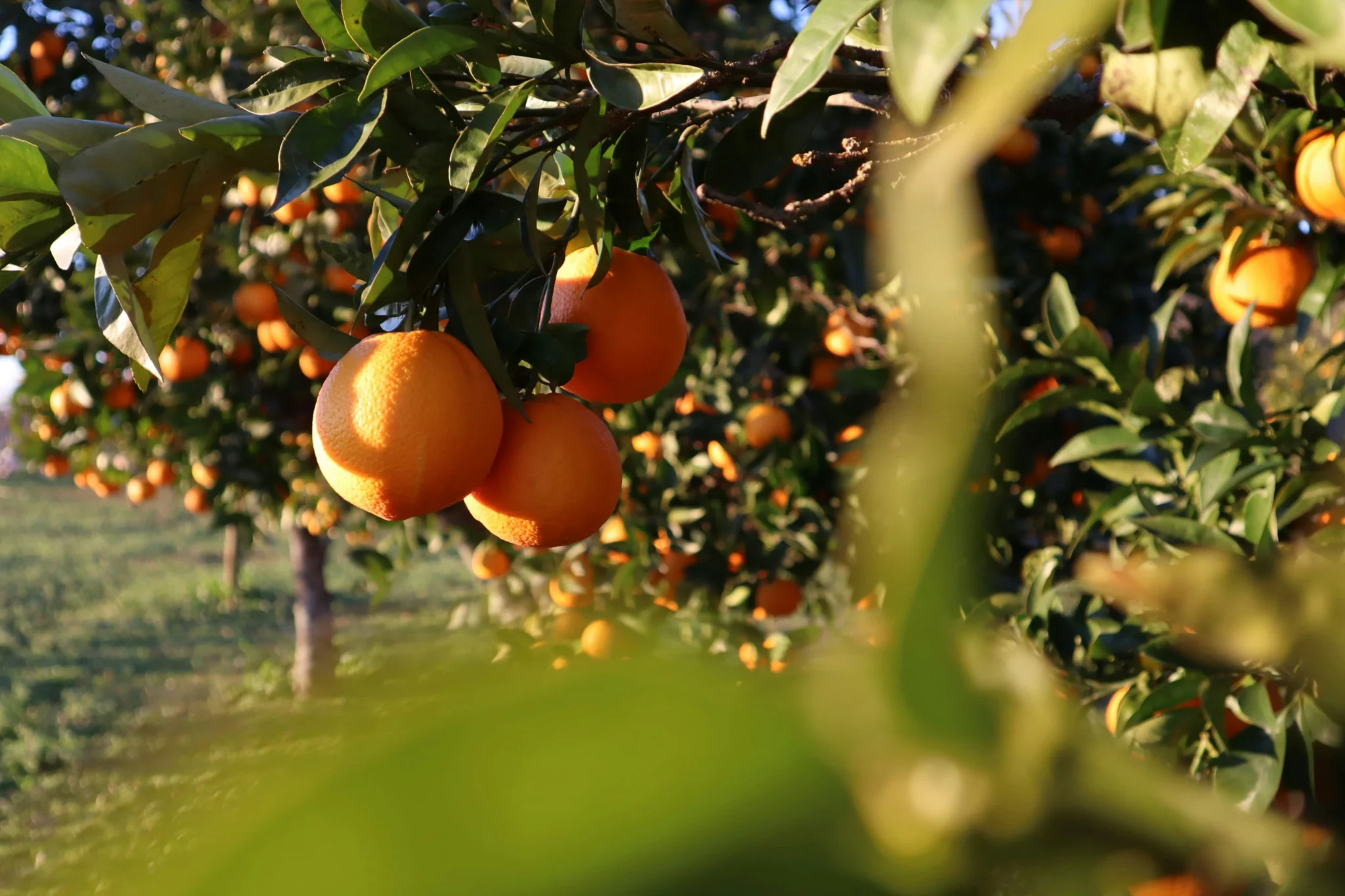 sfeerfoto - Alentejo - 4