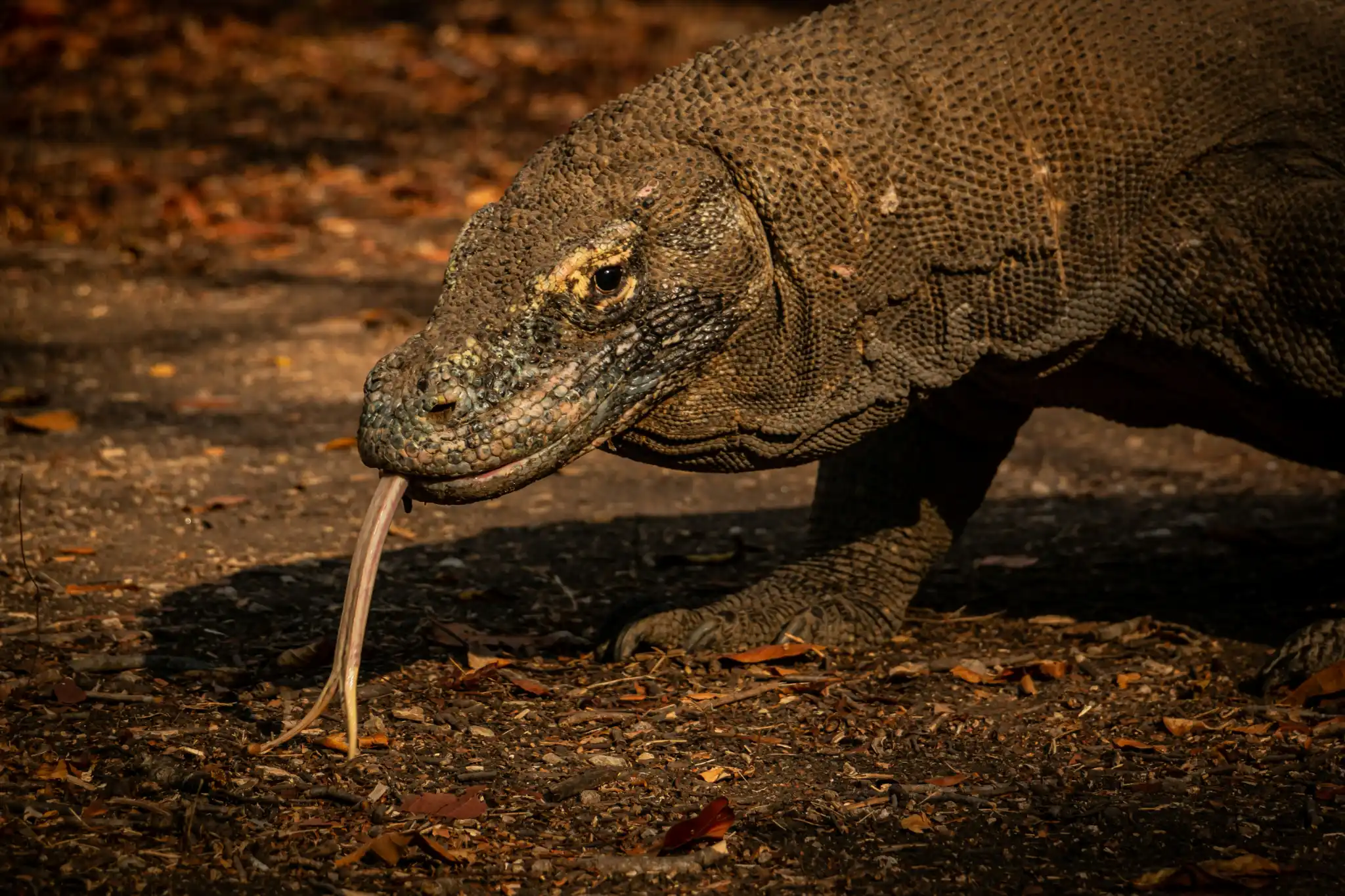 sfeerfoto - komodo - 2