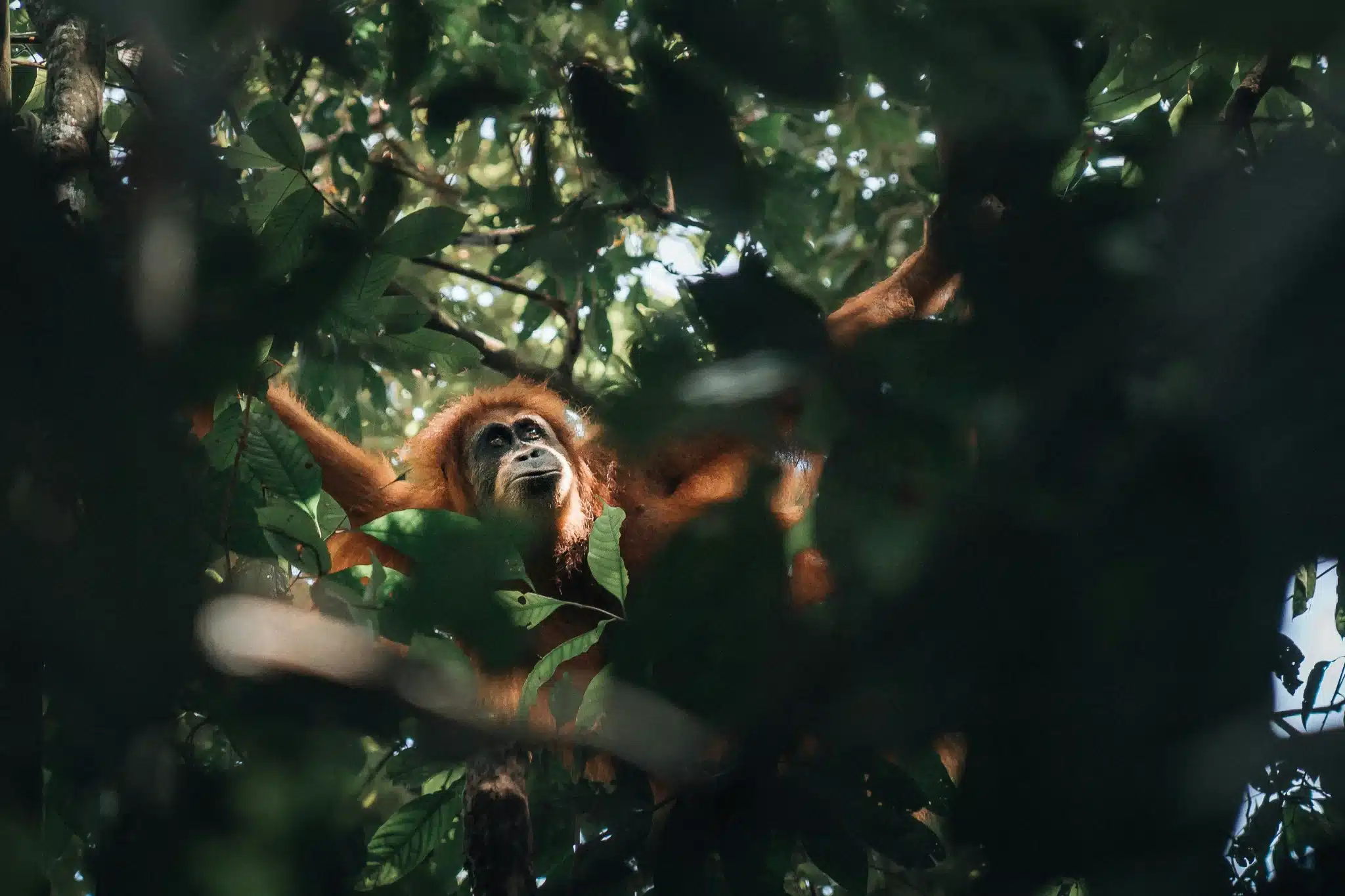 sfeerfoto - sumatra - 3