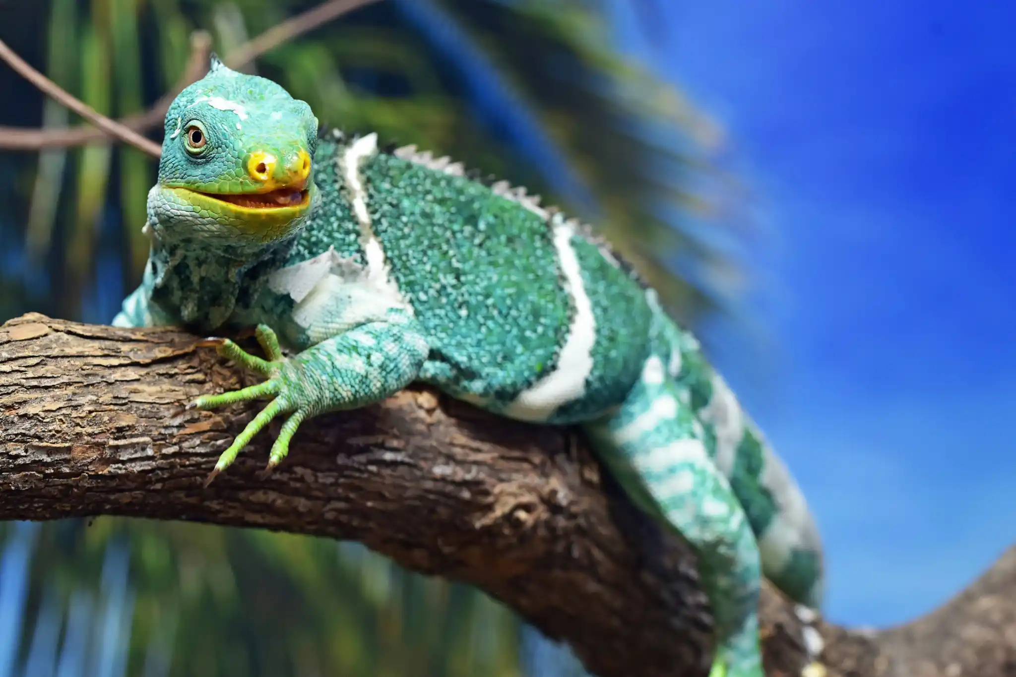 sfeerfoto - Fiji - 4