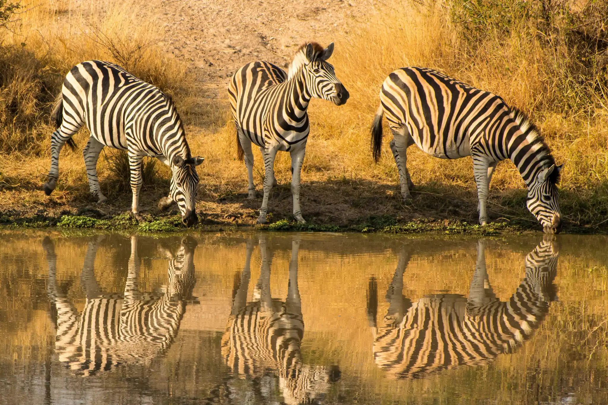 sfeerfoto - kruger - 1