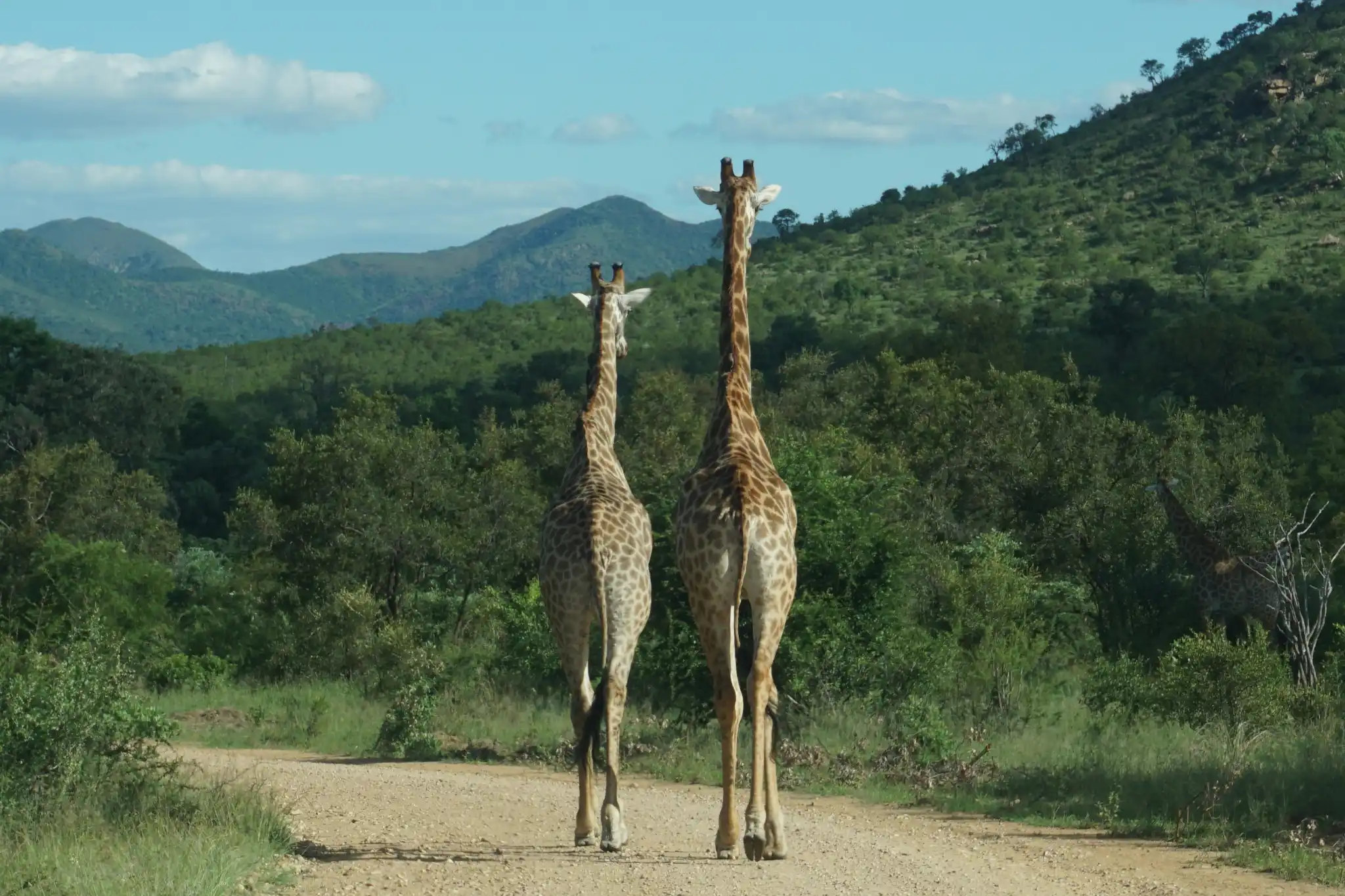 sfeerfoto - kruger - 5