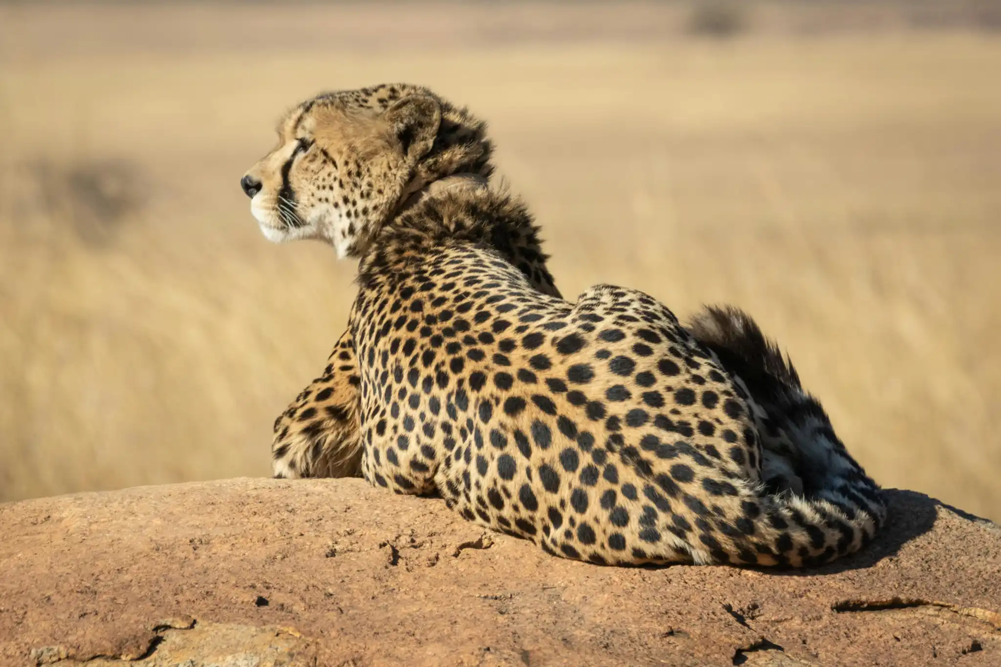 sfeerfoto - serengeti - 4