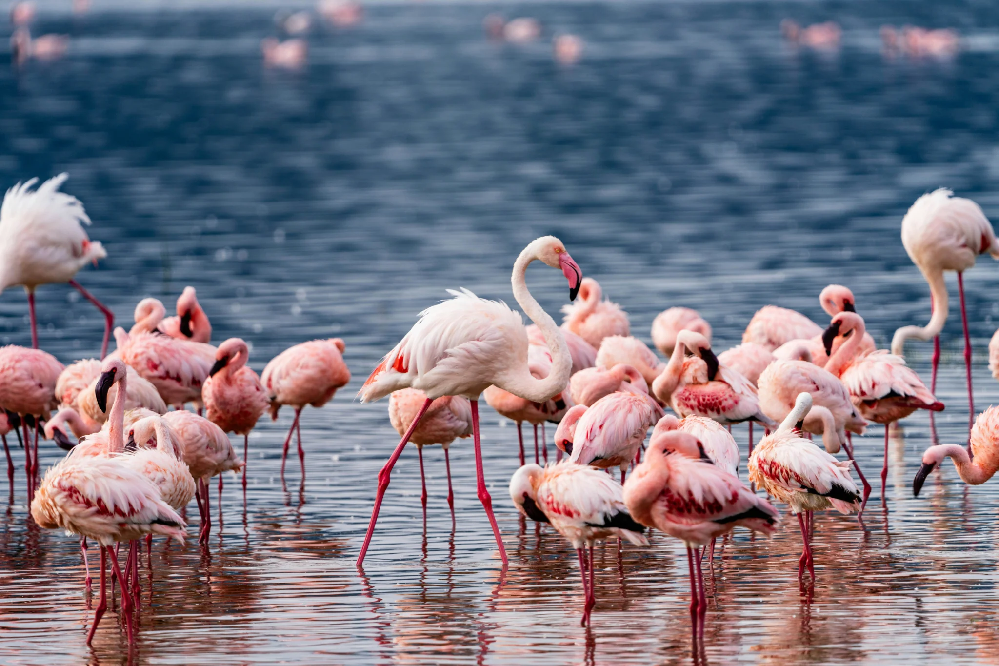 sfeerfoto - serengeti - 5